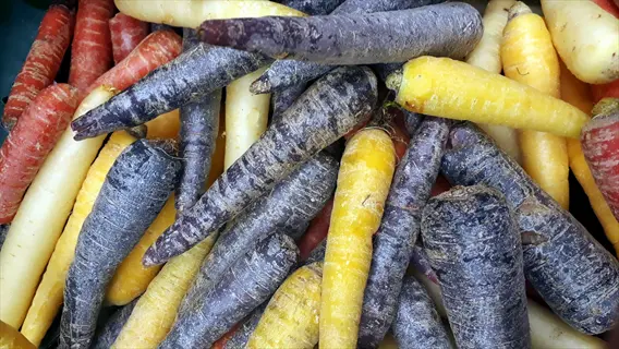 close-up of colorful rainbow carrots including purple, yellow, and white varieties, showcasing their vibrant hues and textures