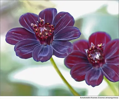 close-up of dark burgundy chocolate cosmos flowers (cosmos atrosanguineus) with rich, velvety petals and a soft blurred background