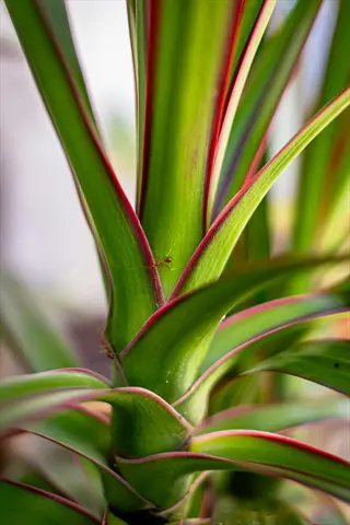 close-up of dracaena houseplant leaves with green blades and red edges