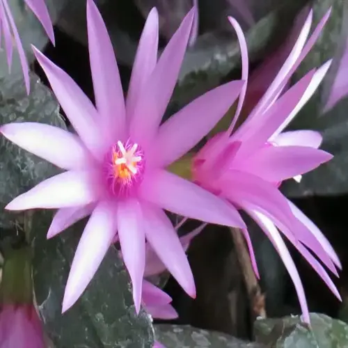 close-up of easter cactus pink flowers with delicate petals and green foliage