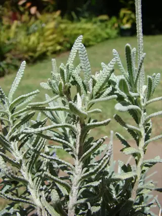 close-up of french lavender dentata foliage with textured, silvery-green leaves in a garden setting