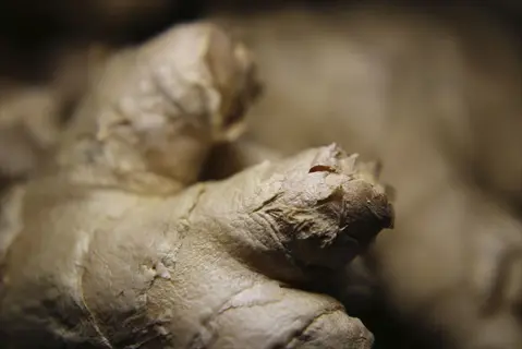 close-up of fresh ginger rhizome with budding growth points