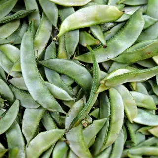 close-up of fresh snow pea flat pods, similar to oregon sugar pod ii variety