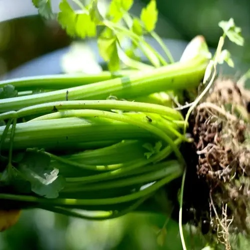 close-up of freshly harvested celery stalks with roots and leafy tops in a garden setting