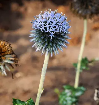 close-up of globe thistle echinops blue spheres (echinops ritro) with spiky stems and soft blue flowers, natural background