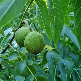 close-up of green walnuts on a walnut tree branch with healthy leaves