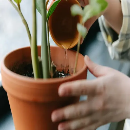 close-up of hands watering an indoor houseplant in a terracotta pot