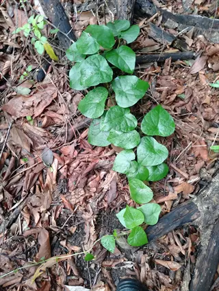 close-up of heart-shaped green leaves growing on the forest floor among dried leaves and twigs - lutz green leaf shown