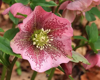 close-up of hellebore lenten rose bloom with pink petals featuring dark speckles and green center, surrounded by foliage in a garden setting