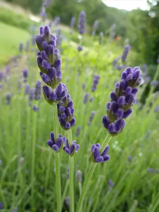 close-up of hidcote lavender purple flower spikes with green stems in a garden setting
