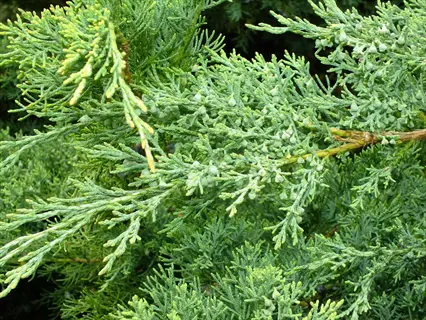 close-up of juniper evergreen shrub with dense, scale-like green foliage