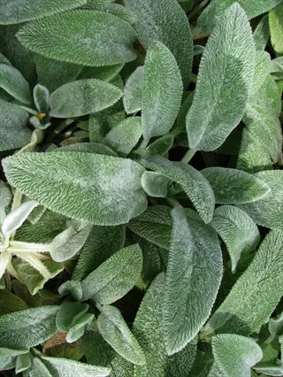 close-up of lambs ear silvery fuzzy foliage (stachys byzantina) with soft, velvety leaves