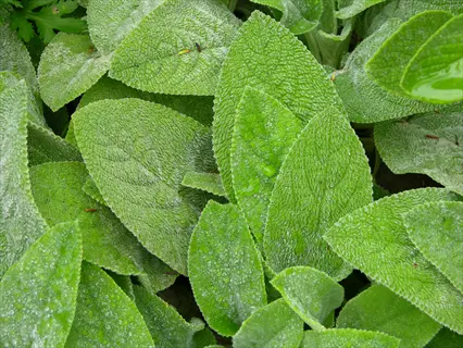 close-up of lush lamb ear (stachys) plant leaves with fuzzy texture and water droplets