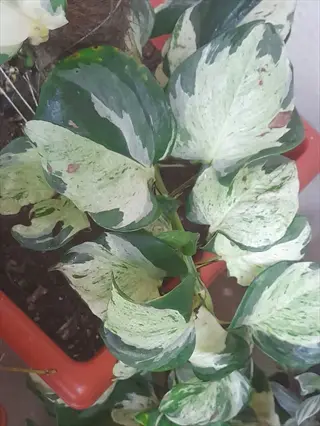 close-up of manjula pothos plant with variegated white and green leaves in a pot