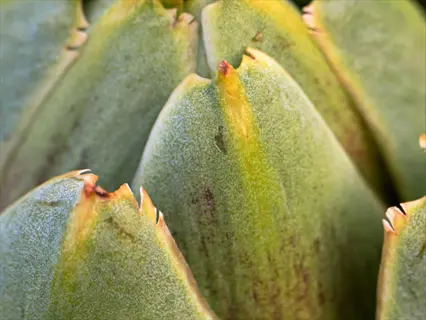 close-up of mature artichoke head with green bracts and subtle purple hues in an artichoke harvest garden setting