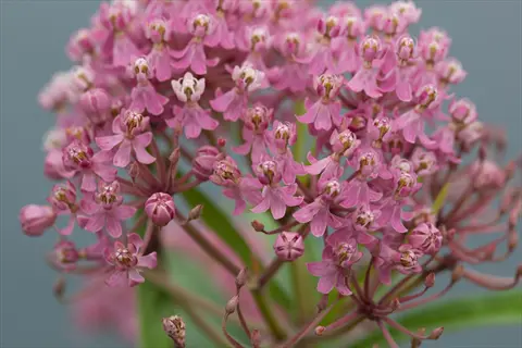 close-up of milkweed flowers blooming (asclepias)