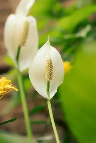 close-up of peace lily white flowers with green stems surrounded by foliage