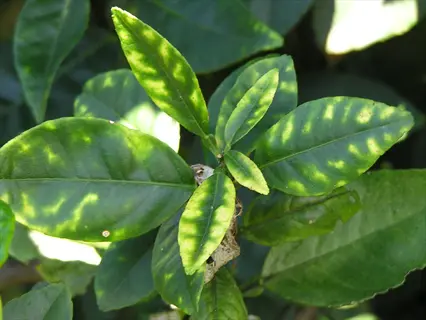 close-up of plant leaves showing interveinal chlorosis, indicative of zinc (zn) deficiency