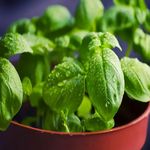 close-up of potted mint plant herbs with water droplets on vibrant green leaves