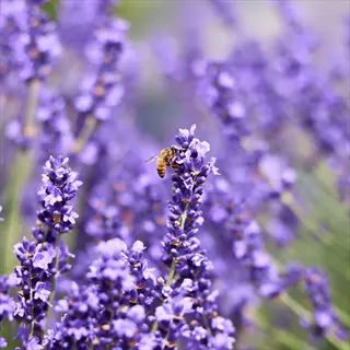 close-up of provence lavender flowers with a bee perched on purple blooms, soft blurred background