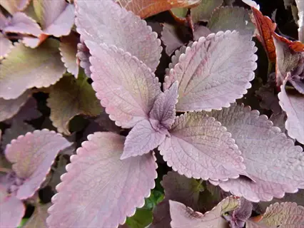 close-up of purple and green coleus plant leaves, suitable for coleus plant cuttings
