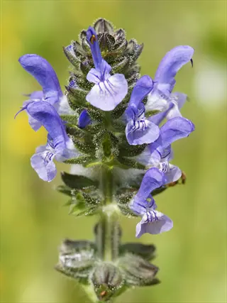 close-up of purple salvia flower spikes with delicate blooms against a blurred green background