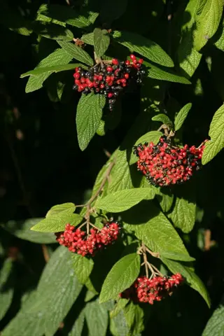 close-up of red and black viburnum berries on a shrub (viburnum spp.) with textured green leaves in sunlight