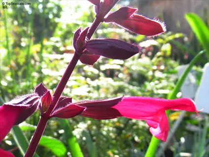 close-up of red salvia flower spikes with tubular blossoms and textured bracts in sunlight