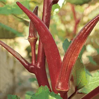 close-up of red velvet okra variety with dark red pods and stems on the plant
