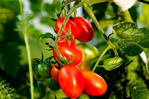 close-up of ripe and unripe tomatoes on a vine in a vegetable garden