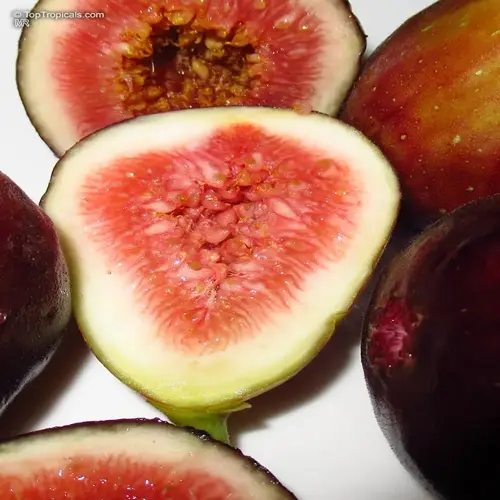 close-up of ripe fig tree fruits: whole purple figs and one sliced open revealing pink flesh with tiny seeds, on white background