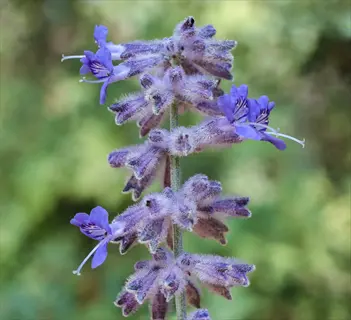 close-up of russian sage blue flowers with fuzzy buds against a green background