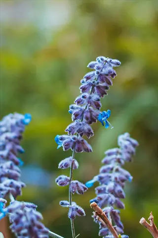 close-up of russian sage purple blooms (perovskia atriplicifolia) with fuzzy lavender flowers and silvery stems, soft bokeh background