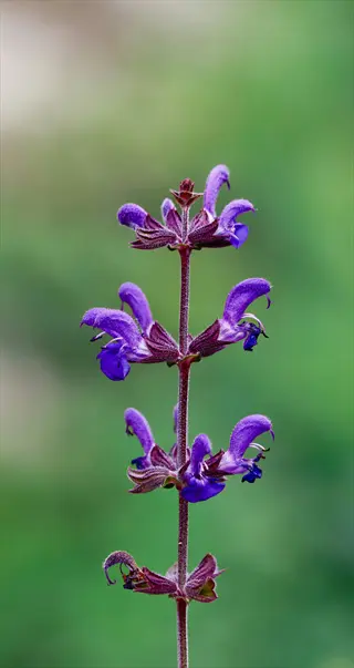 close-up of salvia purple sage flowers (salvia varieties) with tubular purple blooms on a fuzzy stem, soft green bokeh background