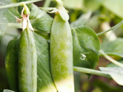 close-up of snap pea pods growing on a vine with green leaves in the background