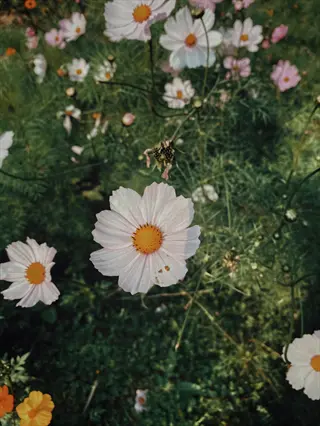 close-up of sonata white cosmos flowers with pale pink petals and yellow centers, growing in a compact garden