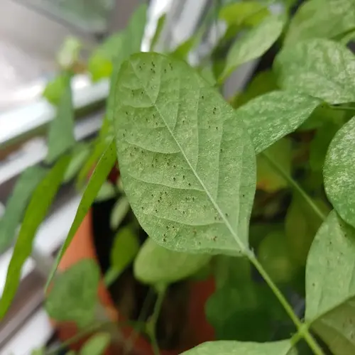 close - up of spider mites infestation on houseplant leaves showing tiny pests on green foliage