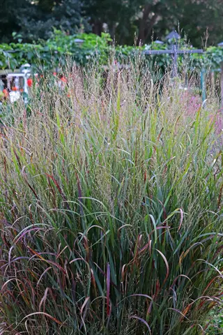 close-up of switchgrass prairie planting with dense green and burgundy foliage, feathery seed heads, in a sunlit garden setting