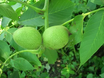 close-up of two green walnuts on a tree, illustrating a healthy walnut planting site