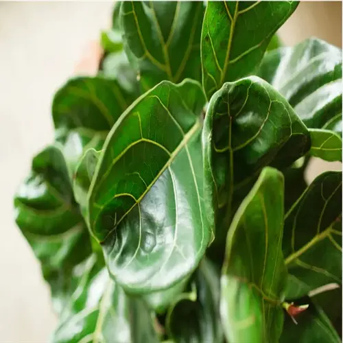 close-up of vibrant fiddle leaf fig leaves showcasing glossy green surfaces and distinctive veining patterns