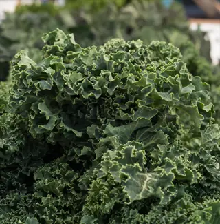 close-up of vibrant green curly kale plant leaves with ruffled edges