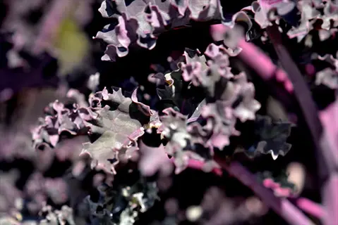 close-up of vibrant redbor purple kale with deeply ruffled purple and green leaves
