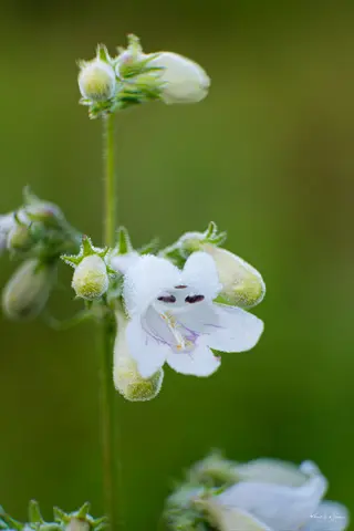 close-up of white foxglove (digitalis) flowers with buds on green stems, soft bokeh background, and photographer's watermark