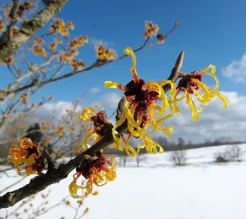close-up of witch hazel (hamamelis spp.) winter flowers with bright yellow petals and red centers, set against a snowy landscape and blue sky
