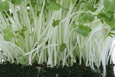 close-up of young white russian kale seedlings with slender stems and tiny green leaves emerging from dark soil