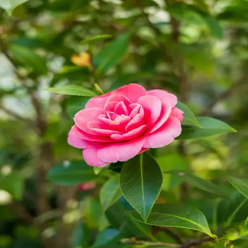 closeup of a blooming pink camellia flower with green leaves in background
