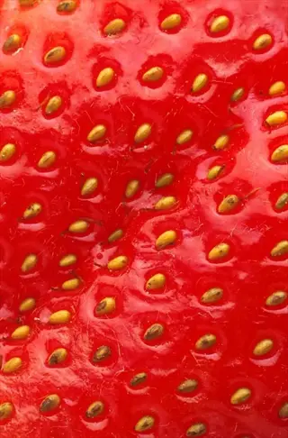 closeup of a chandler strawberry surface showing vibrant red skin with embedded golden seeds