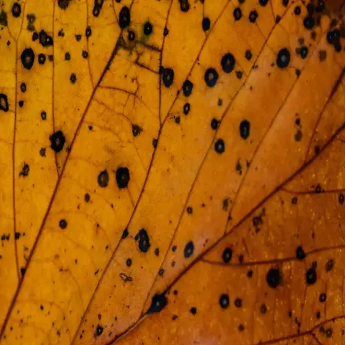 closeup of a diseased plant leaf with black spots and visible veins