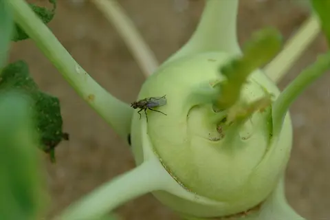 closeup of a kohlrabi bulb (grand duke) with a fly on it