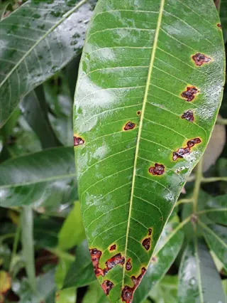 closeup of anthracnose plant lesions on a leaf with dark spots and yellow halos